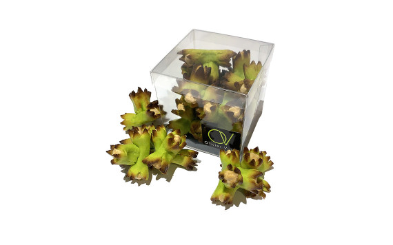 Petit cube noisette